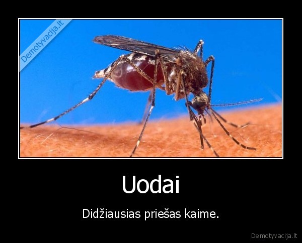 nekenciu, uodu