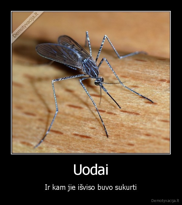 uodai,gadina,gyvenima,zmonems