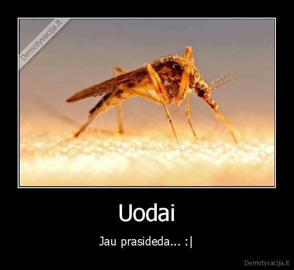 Uodai