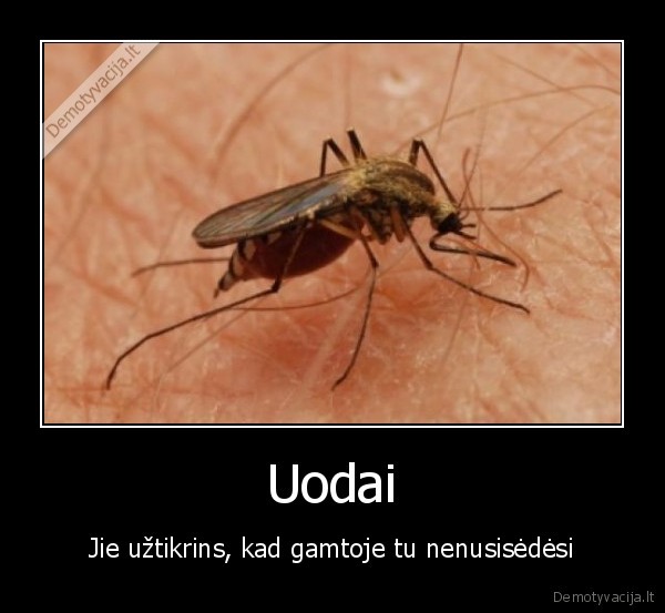 uodai