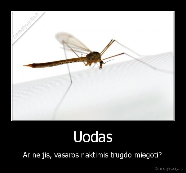 Uodas