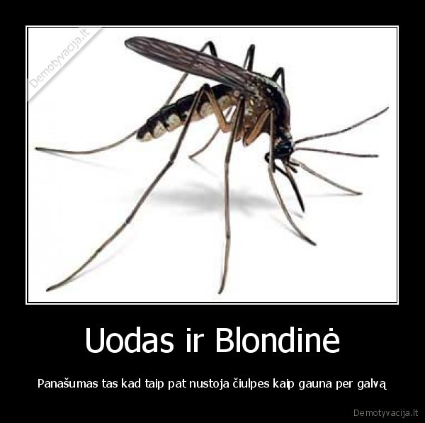 Uodas ir Blondinė
