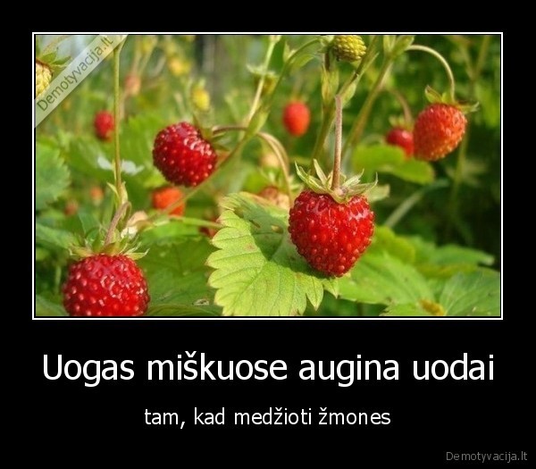 zmones,uodai