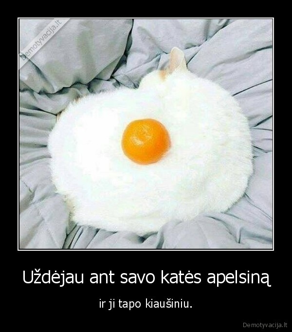 kate,katinas,apelsinas