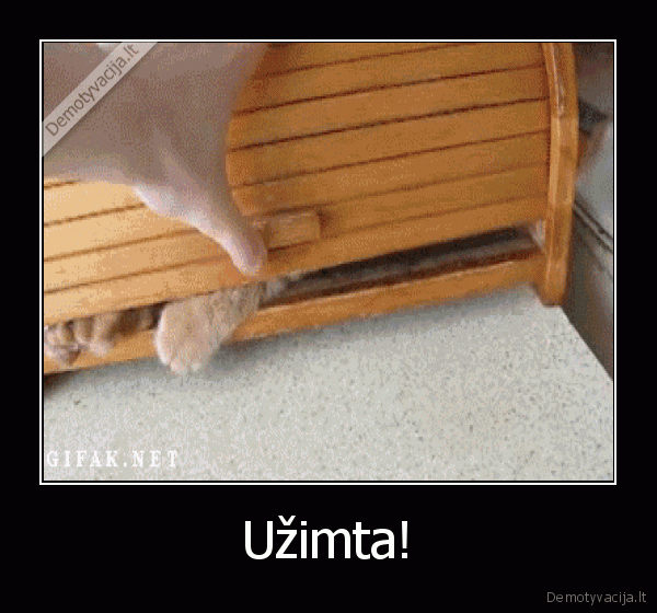 juokingas, katinas,katinas, duoninej