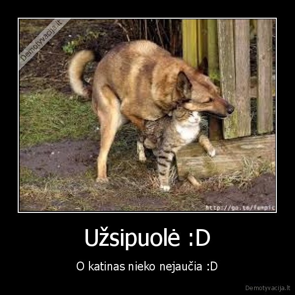 katinas,suo
