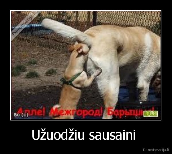 Užuodžiu sausaini 