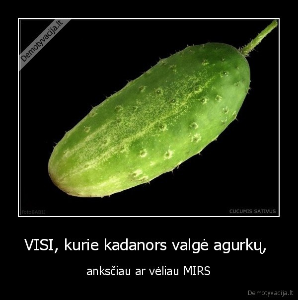 realybe,agurkas