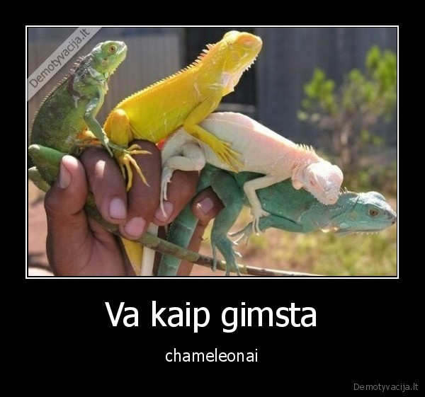 Va kaip gimsta