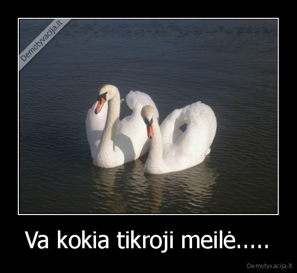 Va kokia tikroji meilė.....