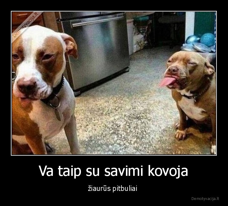 pitbuliai,suo,kova,ziauru