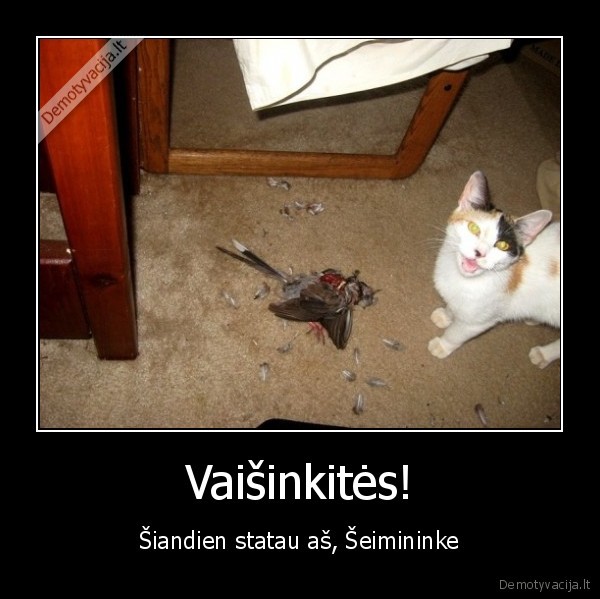 kate, paukstis