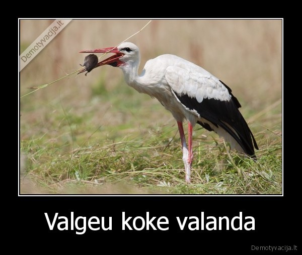 gyvunai