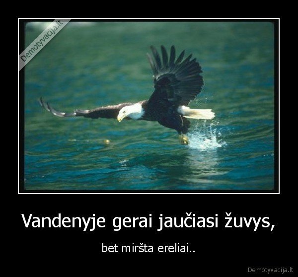 ismokit, plaukt