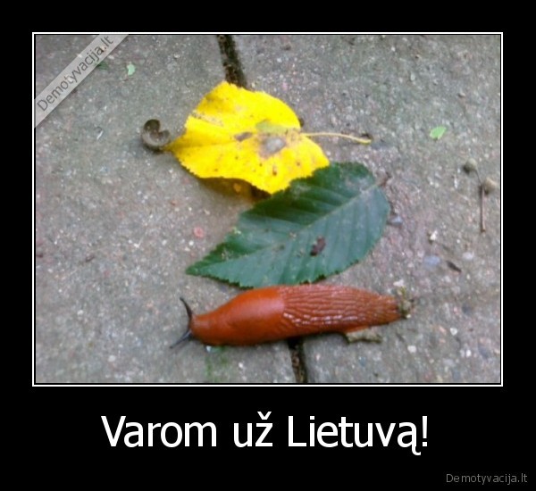 lietuva,krepsinis,ringtine,sraige,varom, uz, lietuva,veliava,sliauzia