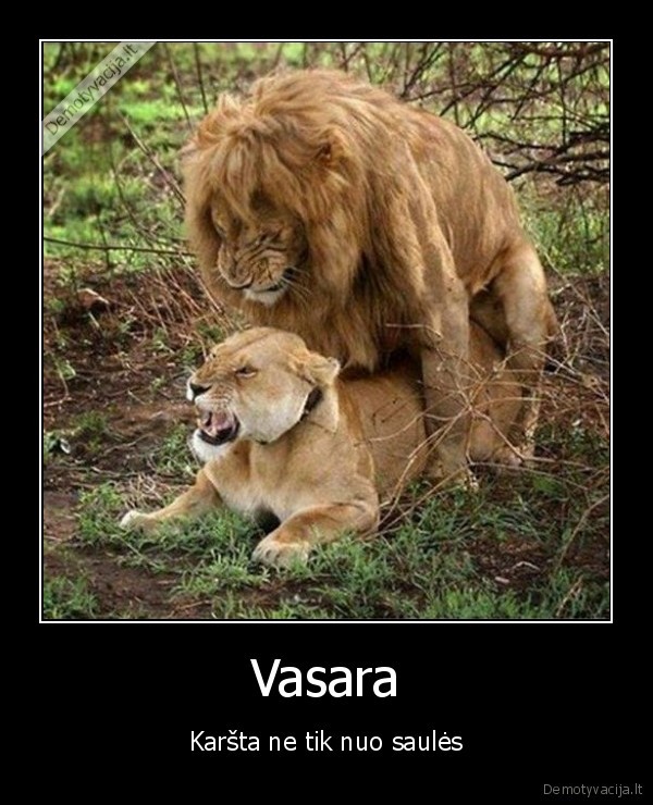 Vasara