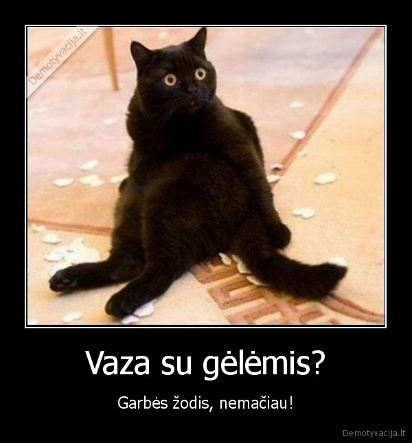 katinas,vaza,geles