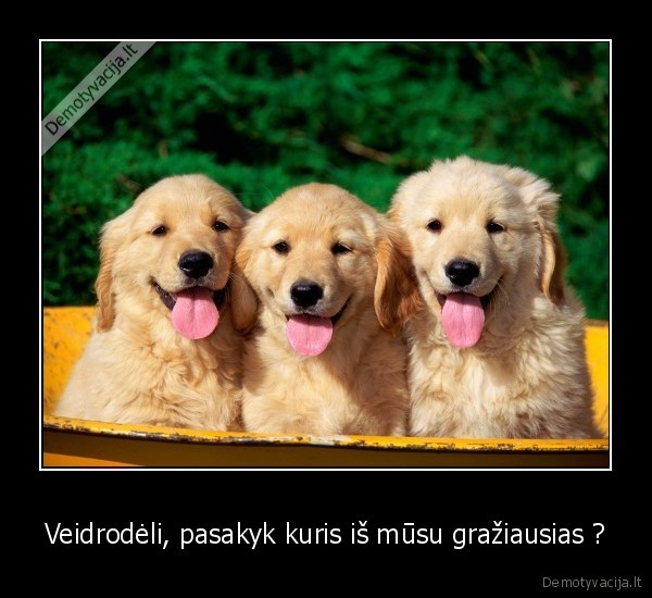 Veidrodėli, pasakyk kuris iš mūsu gražiausias ?