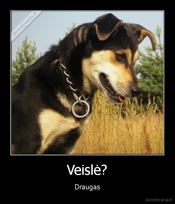 suodraugasne, veisleje, esme