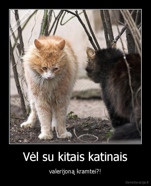 Vėl su kitais katinais