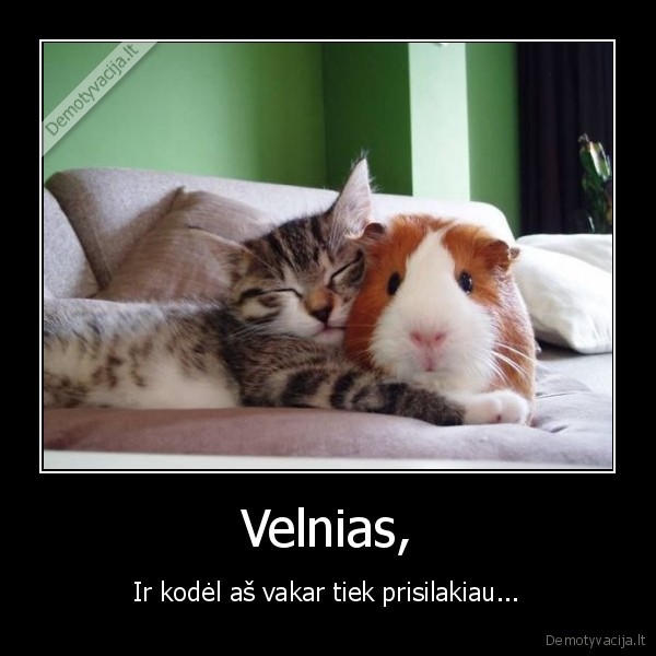 gyvunai,meile,alus