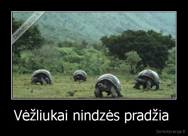 Vėžliukai nindzės pradžia 