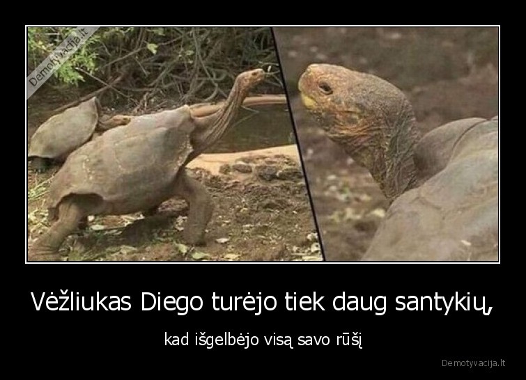diego,vezlys,rusys