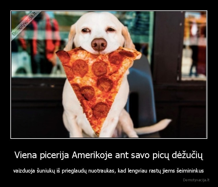 pica,amerika,suo