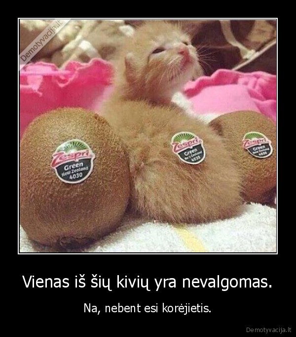 kate,kaciukas,katinas,kivis