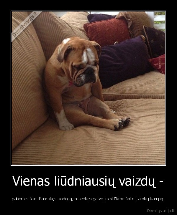 suo,sunys,gyvunai