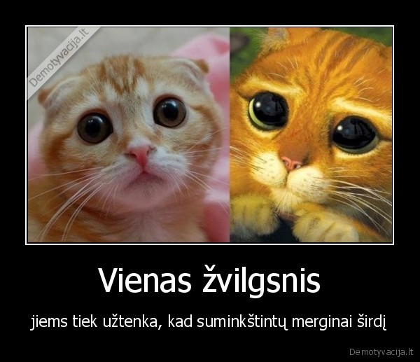 Vienas žvilgsnis