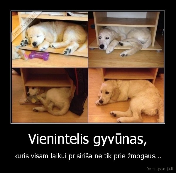Vienintelis gyvūnas,