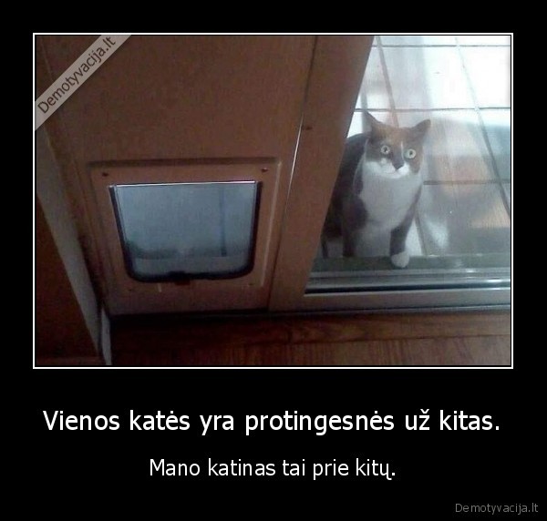 kate,katinas,protingas, katinas