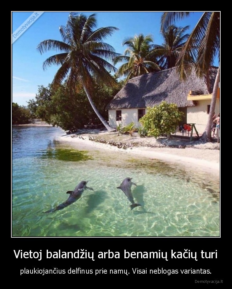 delfinai,atostogos,namai,rojus