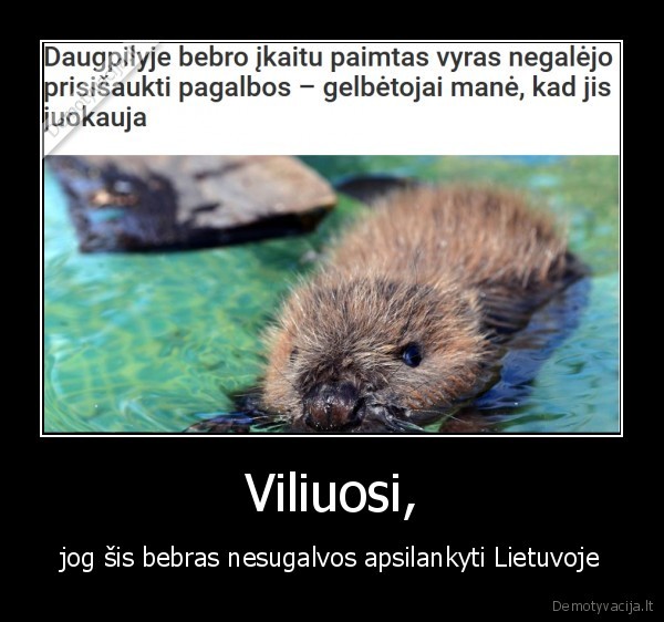 bebras,lietuva,latvija