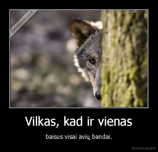 baisus,avys,banda