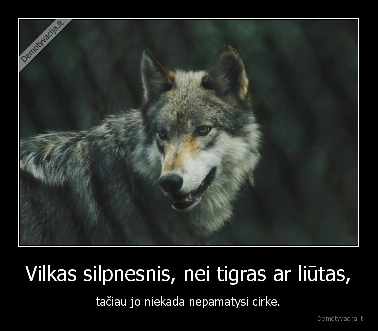 vilkas,cirkas,tigras,liutas