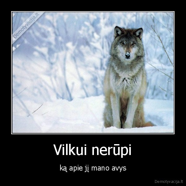 Vilkui nerūpi