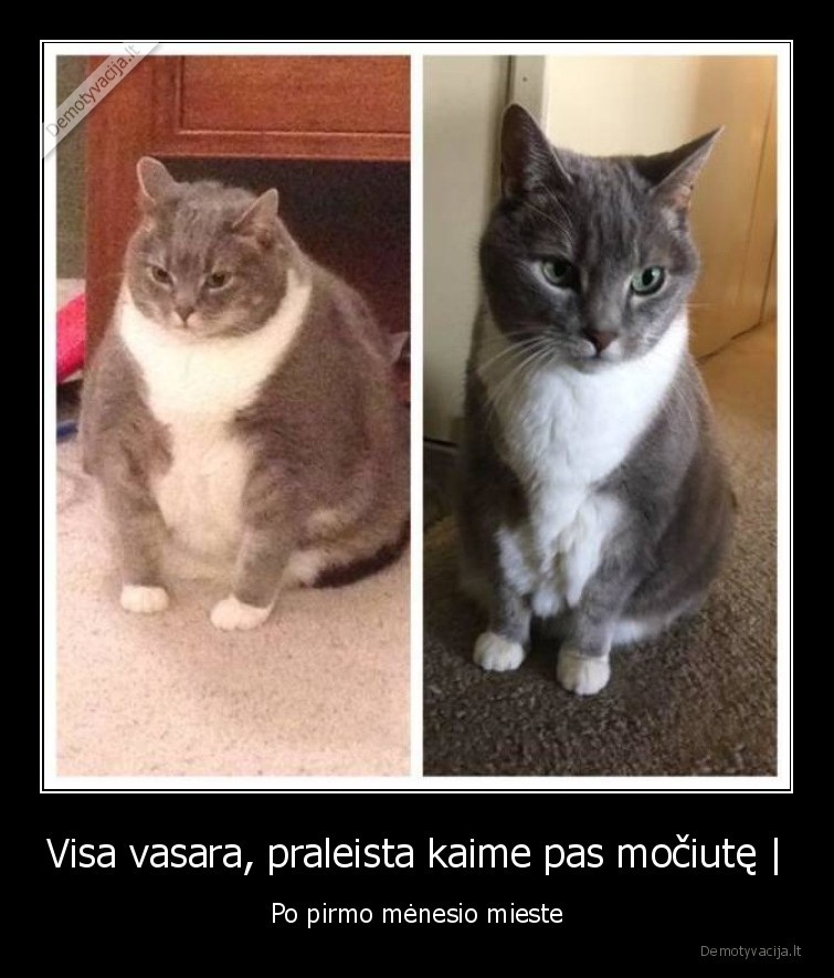 pries, ir, po,maistas,mociute,vasara,kates,katinai,svoris