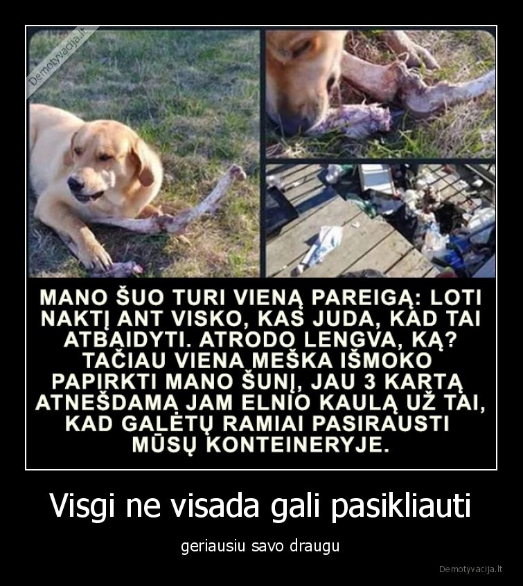 suo,elnias,meska,sargyba