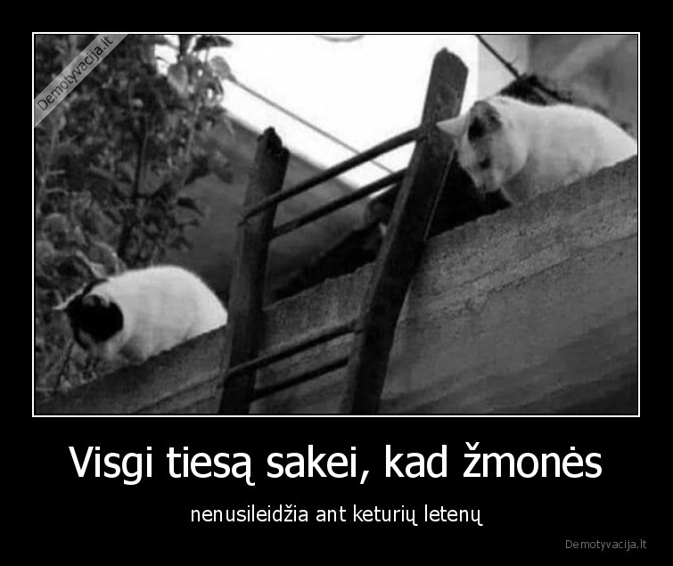 katinai,zmones