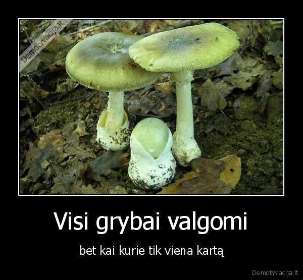 Visi grybai valgomi