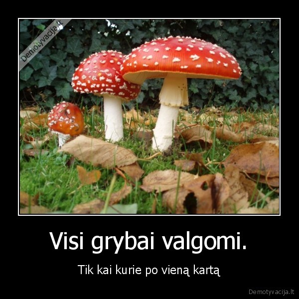 Visi grybai valgomi.