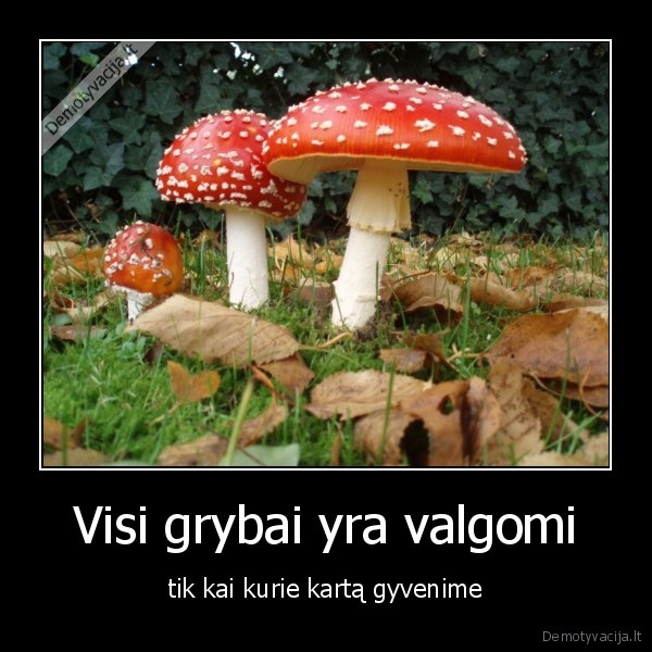 Visi grybai yra valgomi