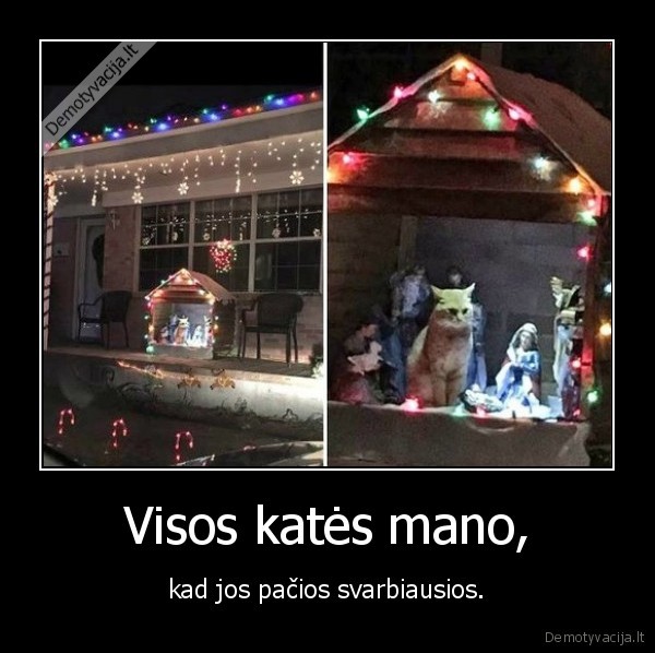 kate,katinas,prakartele