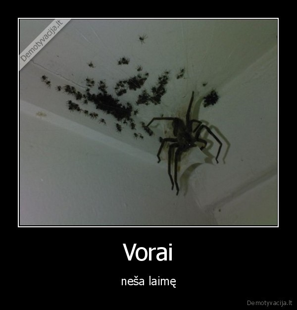 Vorai