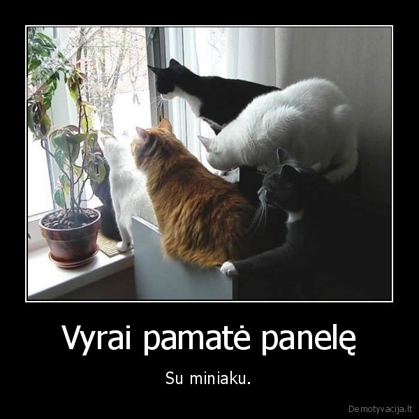 vyrai,panele,seksi