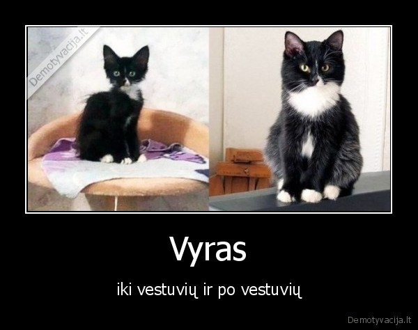 vyras,katinas