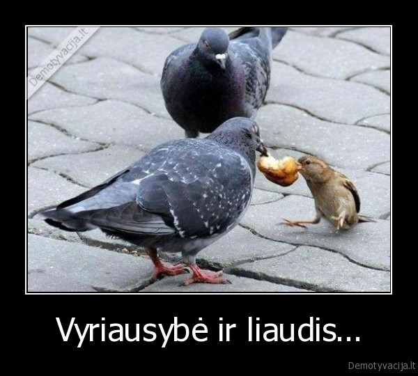 vyriausybe,liaudis,balandziai,zvirbliai,balandis,zvirblis,batonas,bulka