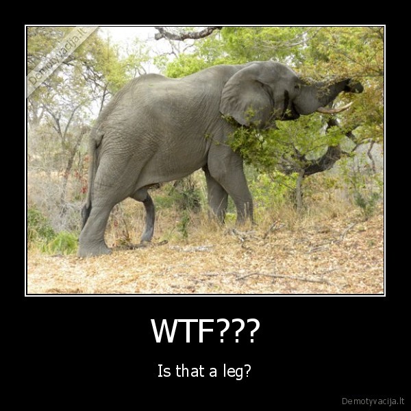 WTF???